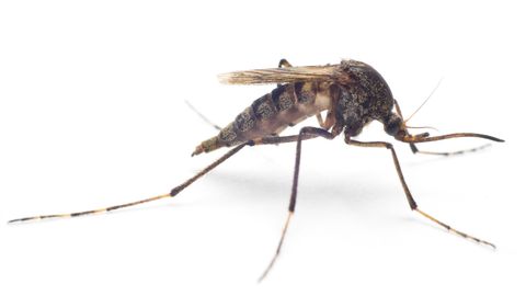 Mosquito populations boom after TC Alfred sparking disease threat