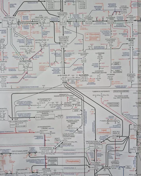 Metabolic Regulation