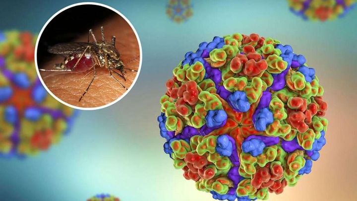 QIMR Berghofer and UQ researchers awarded NHMRC funding to tackle world’s deadliest viruses