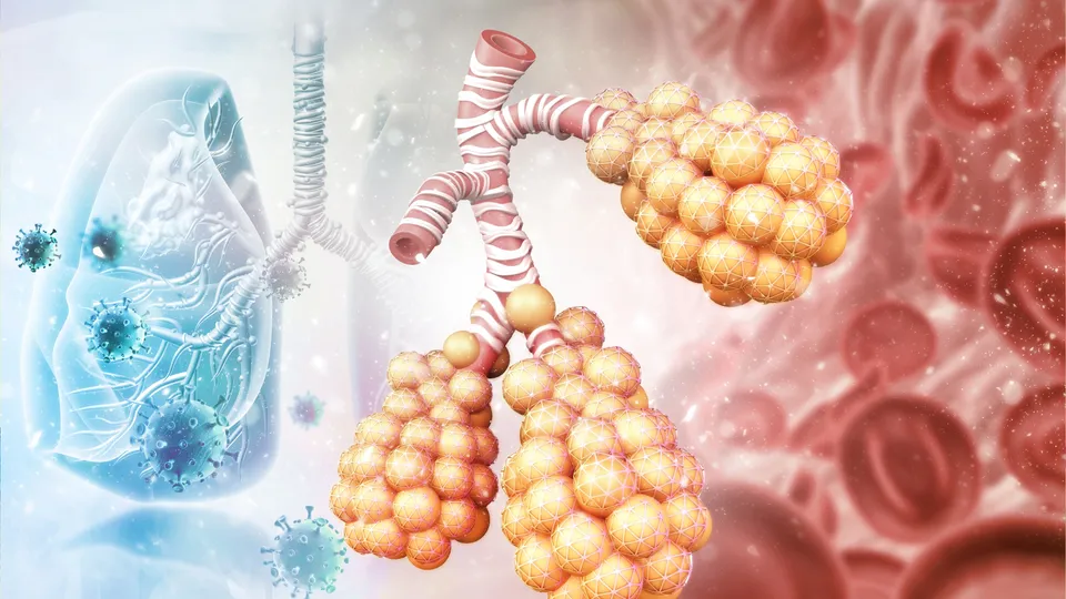 Simon Phipps: Identifying pathogenic pathways in respiratory immunology.